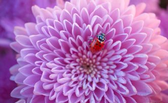 Hey There Ladybug