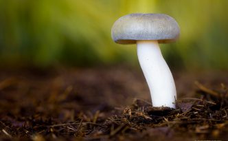 From the Forest Floor