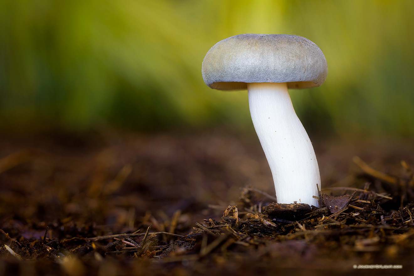 From the Forest Floor