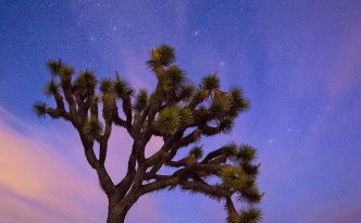 A Joshua Tree Evening