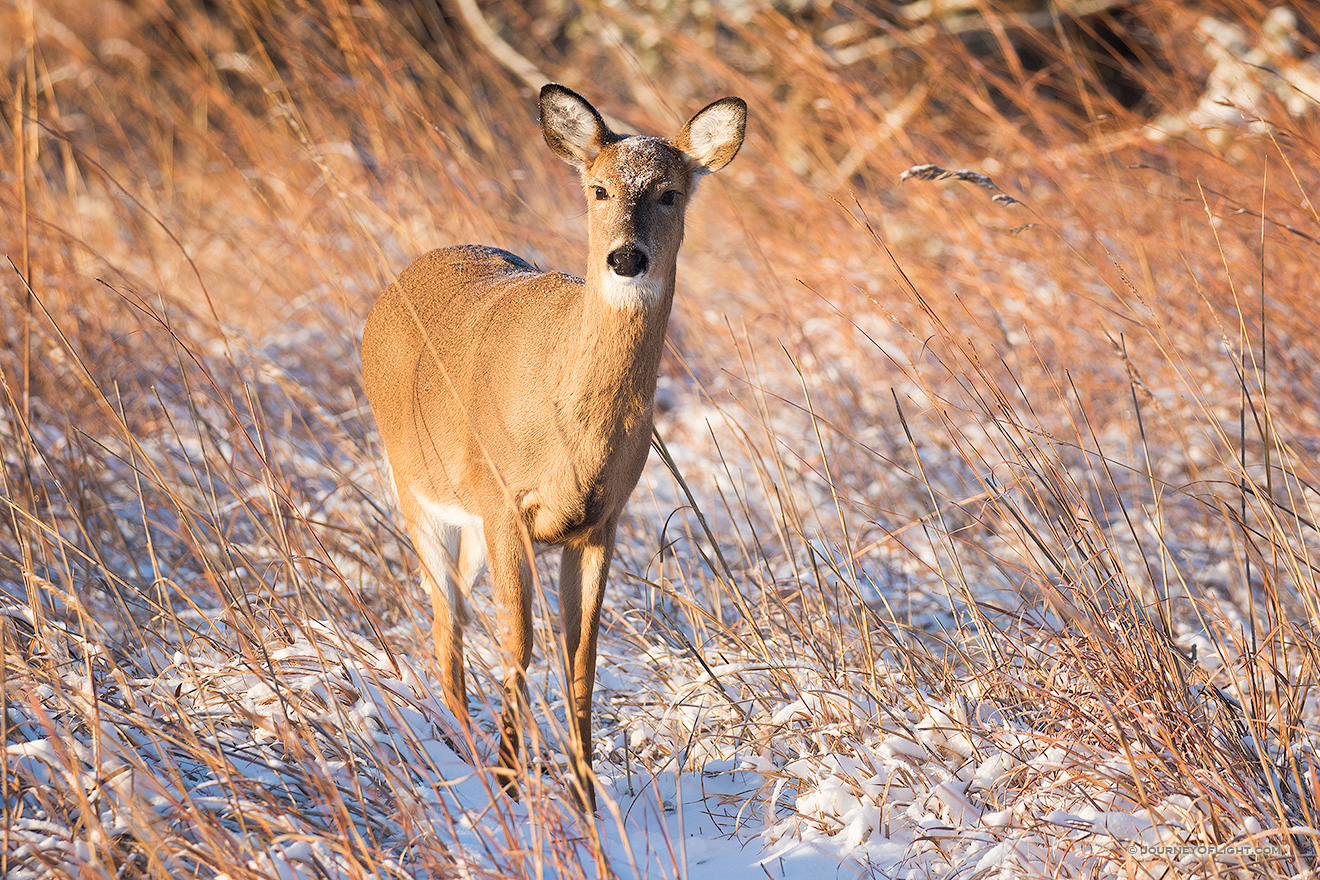 Just after dawn a deer pauses in a cold, wintry prairie at Chalco Hills Recreation Area in eastern Nebraska.
