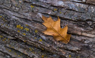 An autumn oak leaf rests on the trunk of a fallen tree in the forest of Chalco Hills Recreation Area.