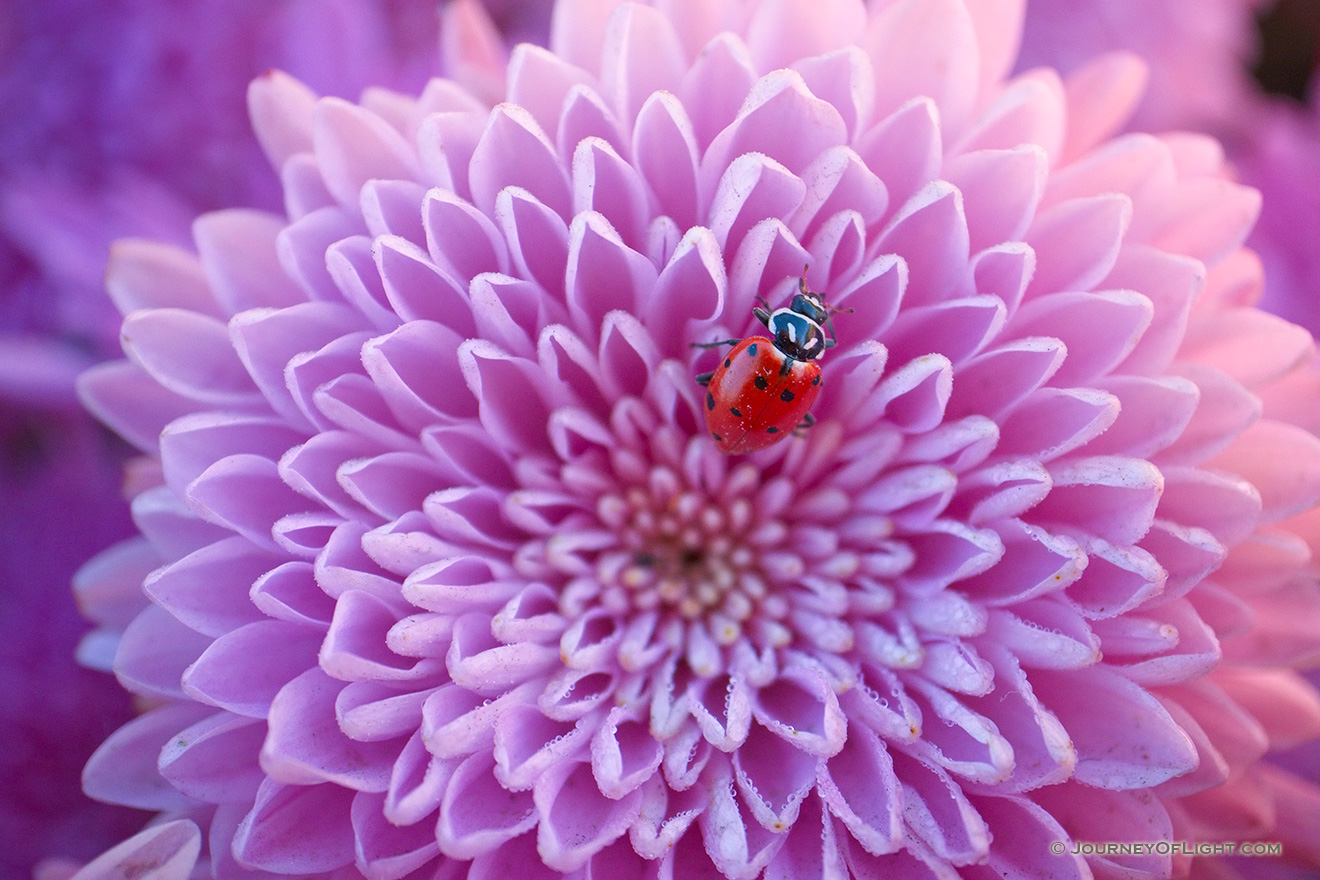 Hey There Ladybug!