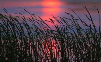 Quiet at the Marsh