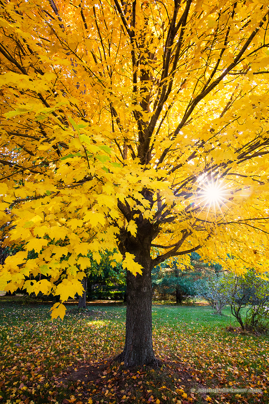 Golden Maple