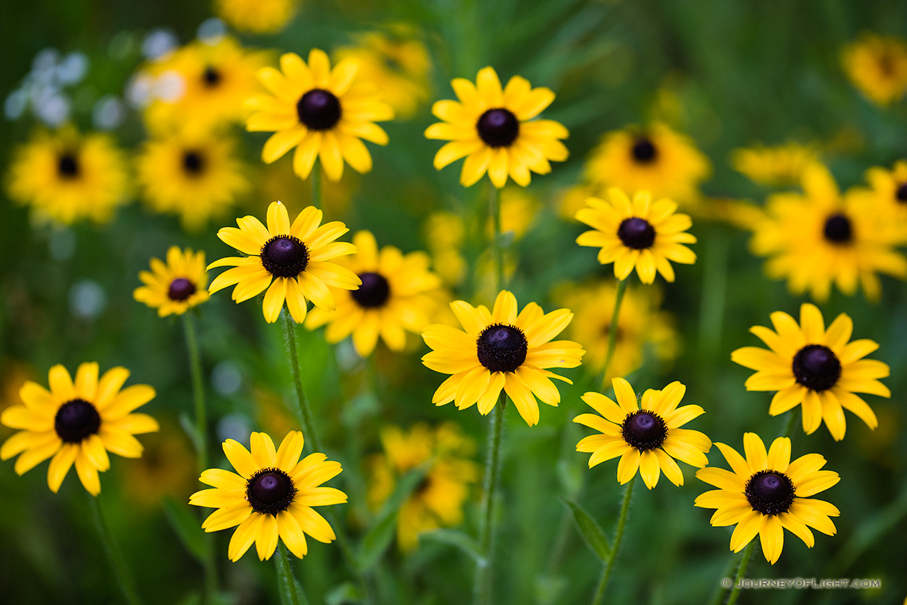 Black-Eyed Susans