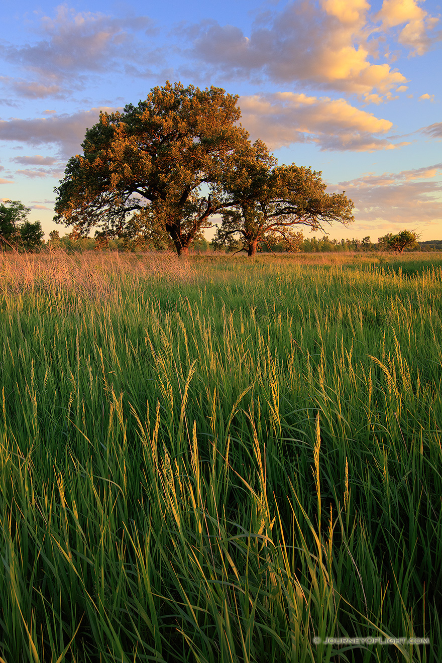 Rising Above the Prairie Grass