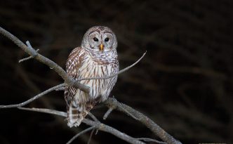 Barred Owl