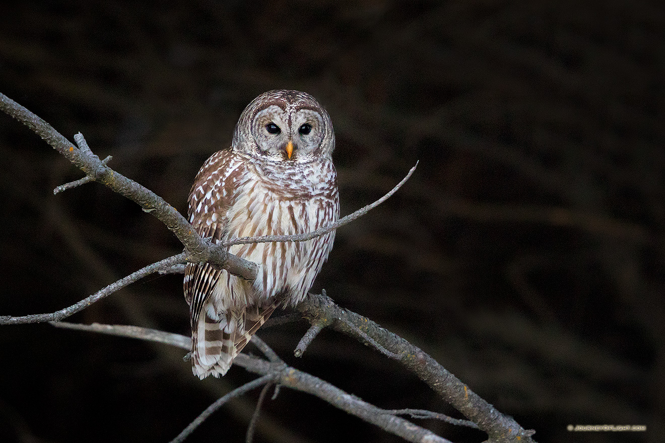 Barred Owl