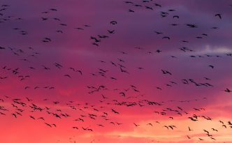 Sandhill Cranes and Sunset