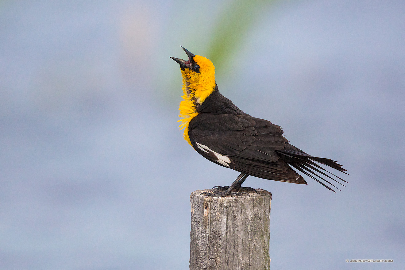 A Yellow-headed Blackbird sings his sweet song deep in the Sandhills of Nebraska.