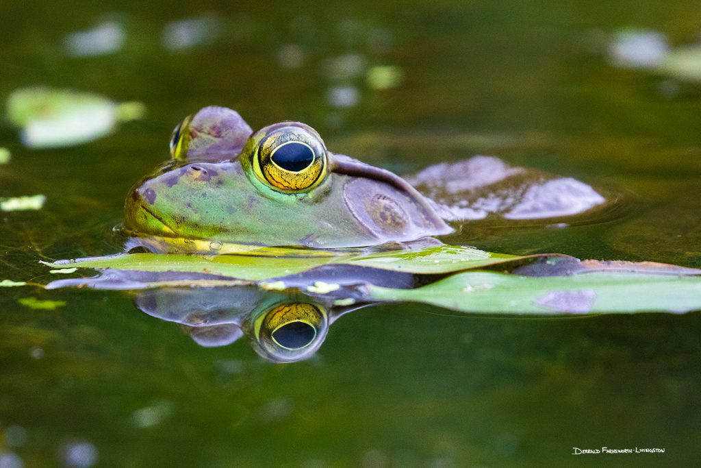 Ribbit
