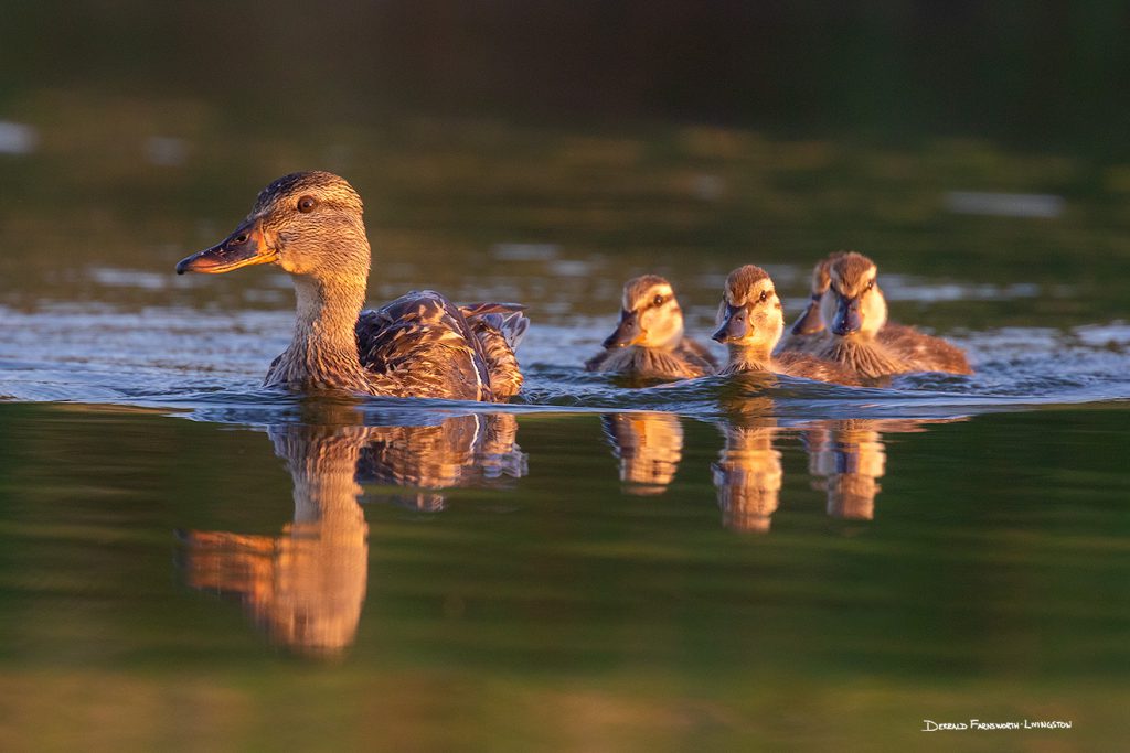Out for an Early Morning Swim