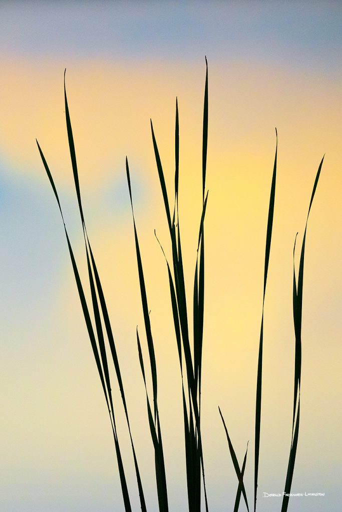 Silhouettes at Sunset