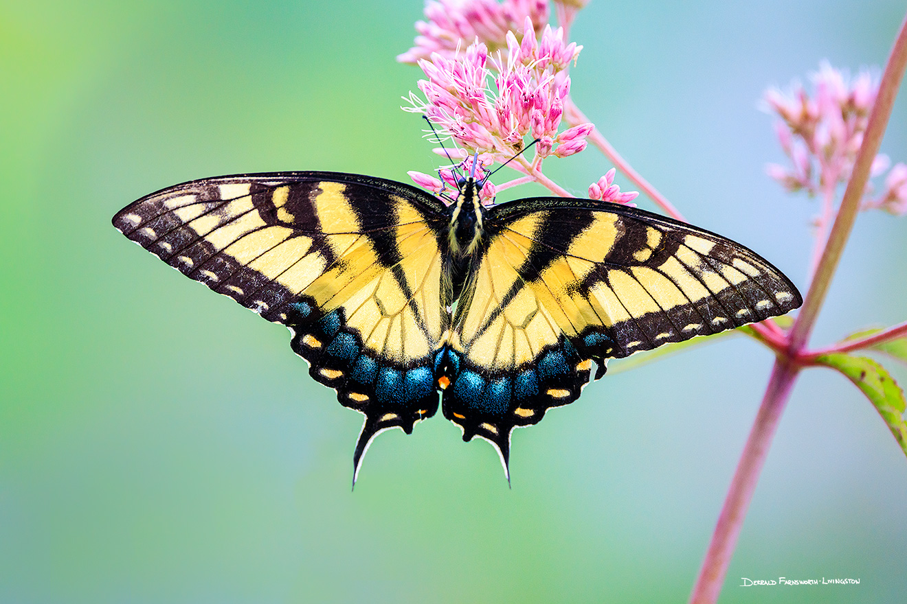 A Swallowtail butterfly feeds on a flower near a lake in Sarpy County, Nebraska.