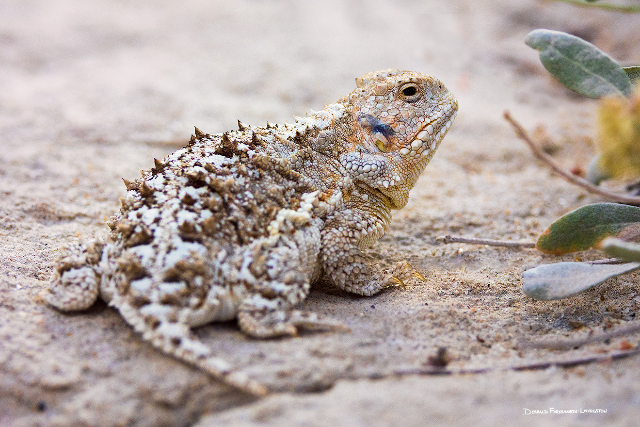 A Mountain Short-horned lizard cautiously looks back at Toadstool Geologic Park in Sioux County, Nebraska.