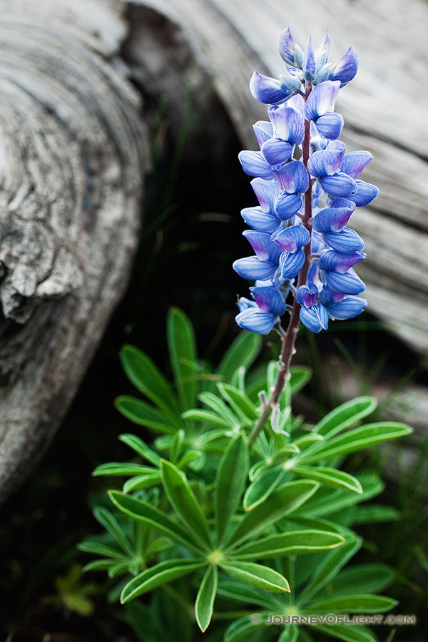 A lupine grows in an alpine area near the summit of Mt. Washburn in Yellowstone National Park. - Yellowstone National Park Photography