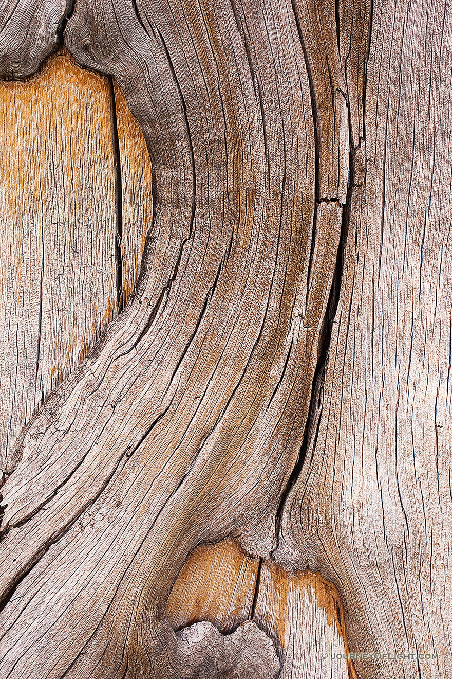 An abstract pattern in a tree trunk on near the top of Mt. Washburn in Yellowstone National Park in Wyoming. - Yellowstone National Park Picture