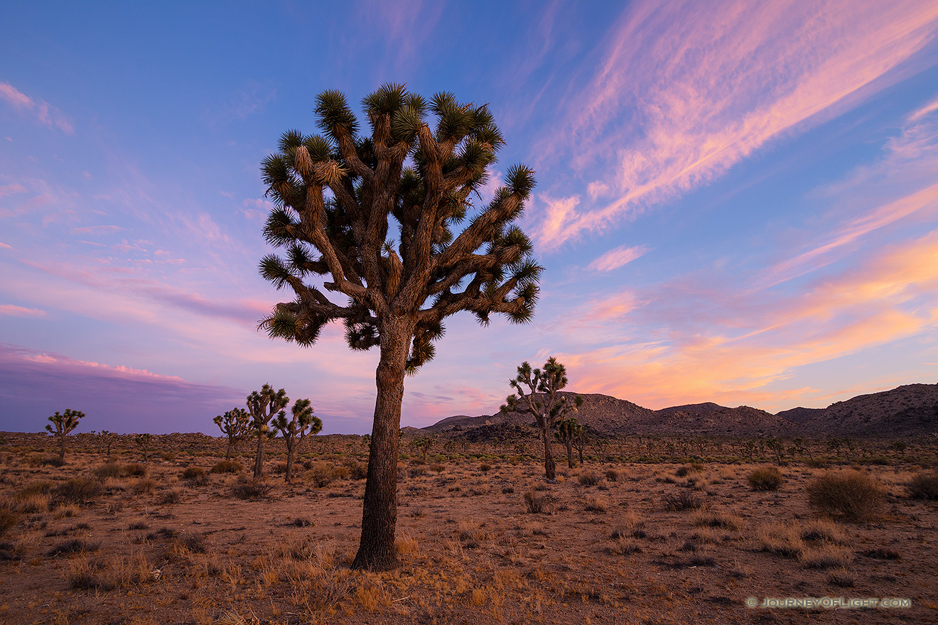 Pinks and purples fill the sky as the last of the trees and landscape radiates the last warm hues of sunset in Joshua Tree National Park. - State of California Photography