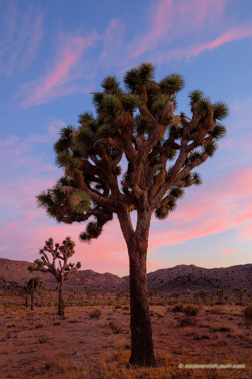 Joshua tree was given its name by a group of Mormons  who crossed the Mojave Desert in the mid-19th century. The unique shape of the trees was reminiscent of Joshua, a Biblica figure who in a story reaches his hands up to the sky in prayer. - State of California Photography