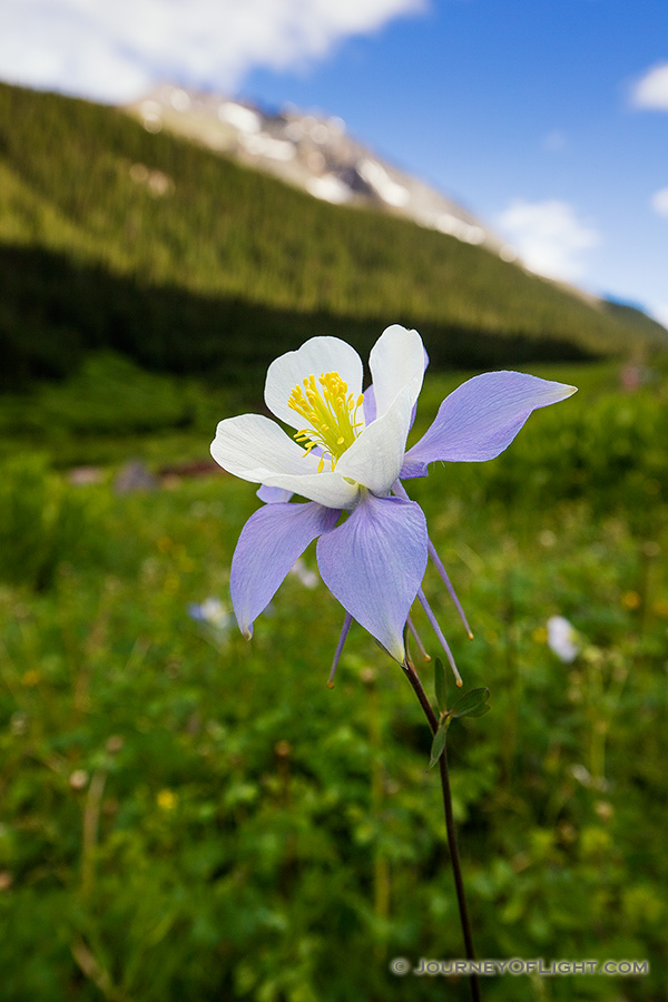 A lone Columbine grows in a lush, green valley in the San Juan mountains in southwestern Colorado. - Colorado Photography