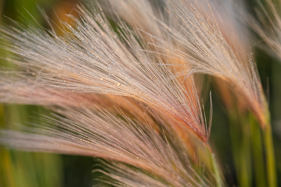 A close up nature image of dew on grass at Twin Lakes, Colorado. - Colorado Photography