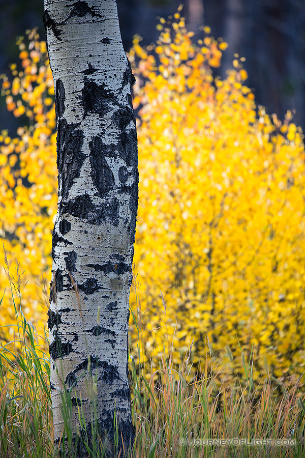 Aspen leaves burst with autumn warm colors in a grove on the west side of Rocky Mountain National Park. - Colorado Photography