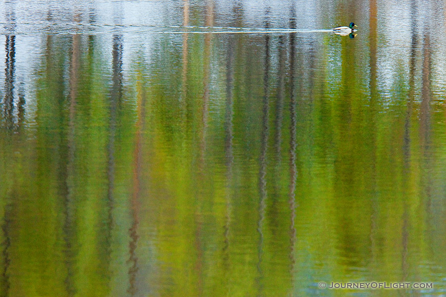 A duck glides through the water at Sprague Lake at Rocky Mountain National Park, Colorado. - Rocky Mountain NP Photography