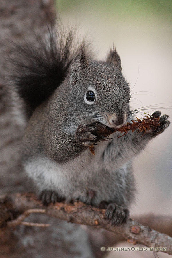 An Abert's Squirrel eats a pine cone on a branch in Rocky Mountain National Park. - Rocky Mountain NP Photography