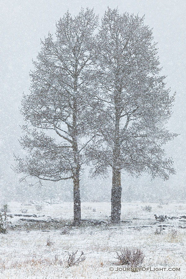 Two aspen trees withstand time and the elements together in Horseshoe Park in Rocky Mountain National Park, Colorado. - Rocky Mountain NP Photography