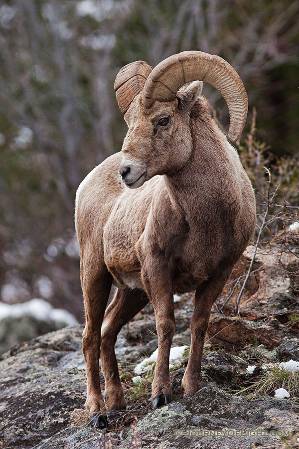 A big horn sheep watches high from the rocks near Endovalley in Rocky Mountain National Park, Colorado. - Rocky Mountain NP Photography
