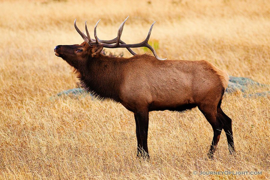 A bull elk bugles, the sound echoing throughout Moraine Park in Rocky Mountain National Park. - Rocky Mountain NP Photography