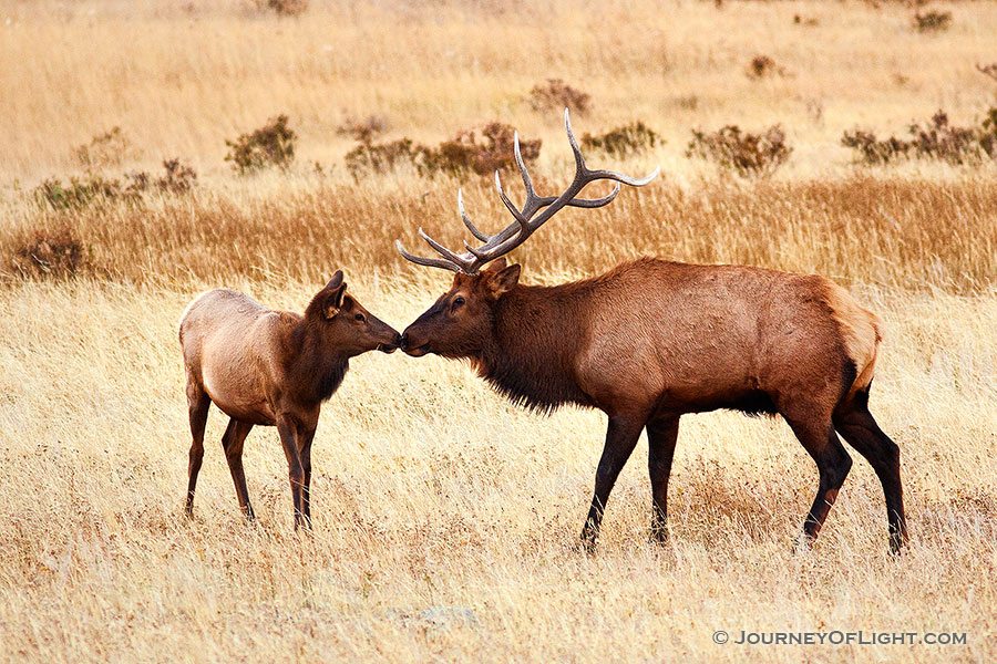 A shared moment between a bull and a cow elk in Rocky Mountain National Park. - Rocky Mountain NP Photography
