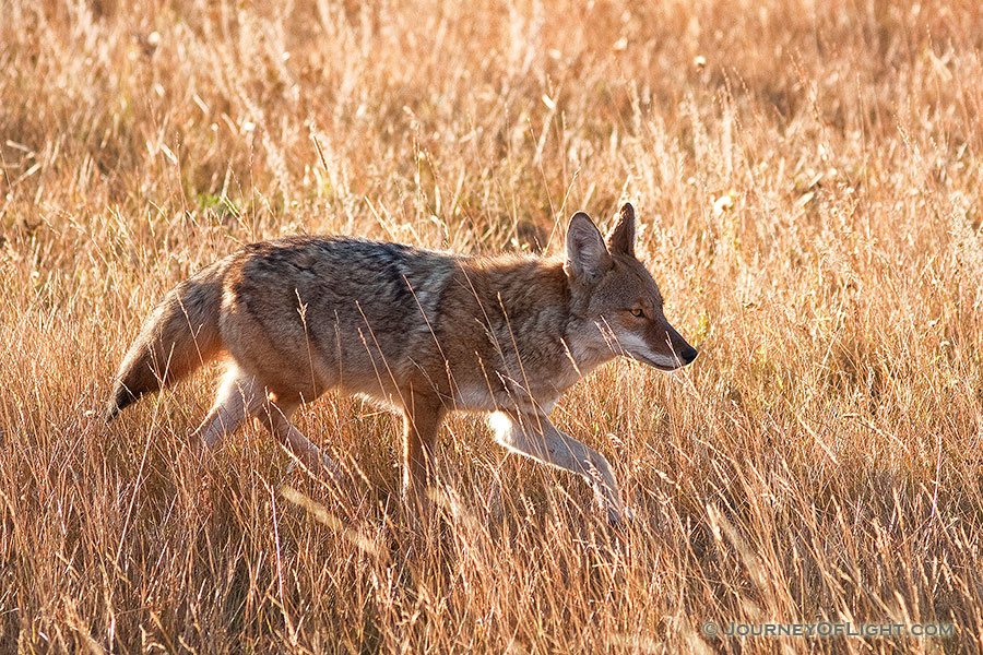 The sun had just crested the eastern mountain range when a coyote appeared and raced through Moraine Park in Rocky Mountain National Park, hunting his next meal. - Rocky Mountain NP Photography