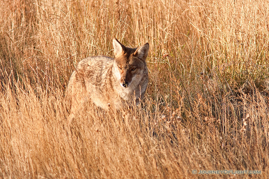 A coyote in Rocky Mountain National Park pauses briefly to survey his surroundings. - Rocky Mountain NP Photography