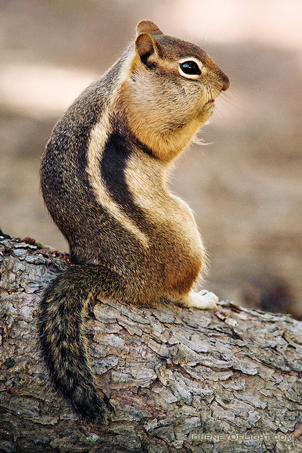 A Colorado Chipmunk pauses for an instance before continuing to forage for the upcoming winter. - Rocky Mountain NP Photography