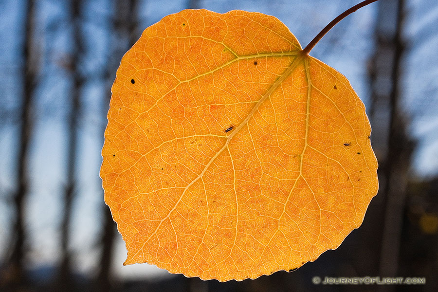 A yellow and red leaf hangs alone from an aspen tree on the Alberta Falls trail in Rocky Mountain National Park.  Soon, even the gentliest of breezes will wisk it away. - Rocky Mountain NP Photography