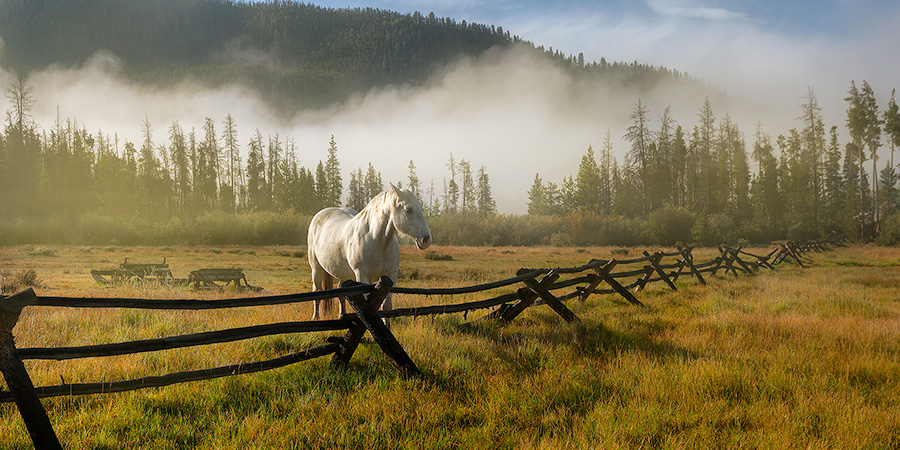 A photograph of a white horse and a fence on a foggy mountain landscape in Colorado. - Colorado Photography