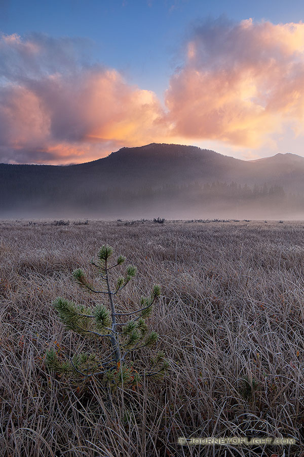 A quiet and serene spot, Big Meadow on the west side of Rocky Mountain National Park is not as busy as the east side of the park.  Here Moose can be found grazing and wandering among the grasses in the open space.  This morning I hiked early to sit quietly with only my thoughts and witnessed this beautiful sunrise among the frost tipped grasses and solitary tree. - Colorado Photography