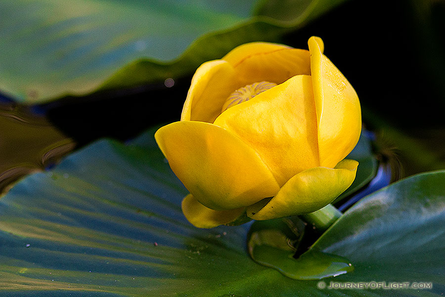 A lone lily bloom floats on Nypmh Lake in Rocky Mountain National Park in Colorado. - Colorado Photography