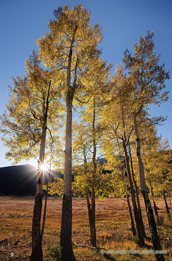 The setting sun shines through aspens over the Never Summer Range in the western part of Rocky Mountain National Park. - Rocky Mountain NP Photography