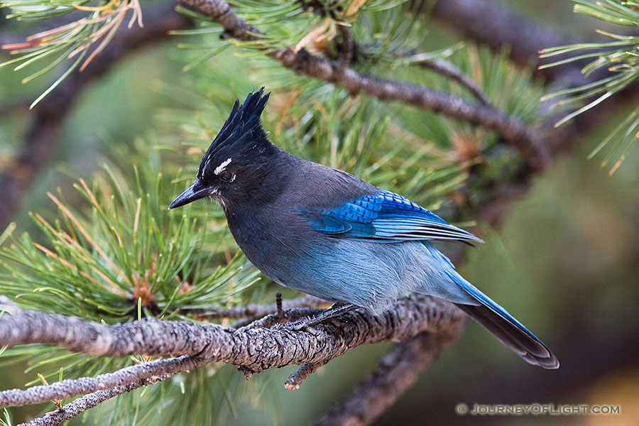 A Steller's Jay rests on a branch near a picnic area in Rocky Mountain National Park. - Rocky Mountain NP Photography