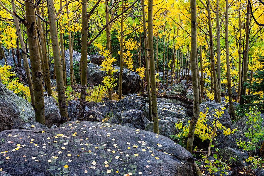 A landscape photograph of an aspen grove above Bear Lake in Rocky Mountain National Park, Colorado. - Rocky Mountain NP Photography