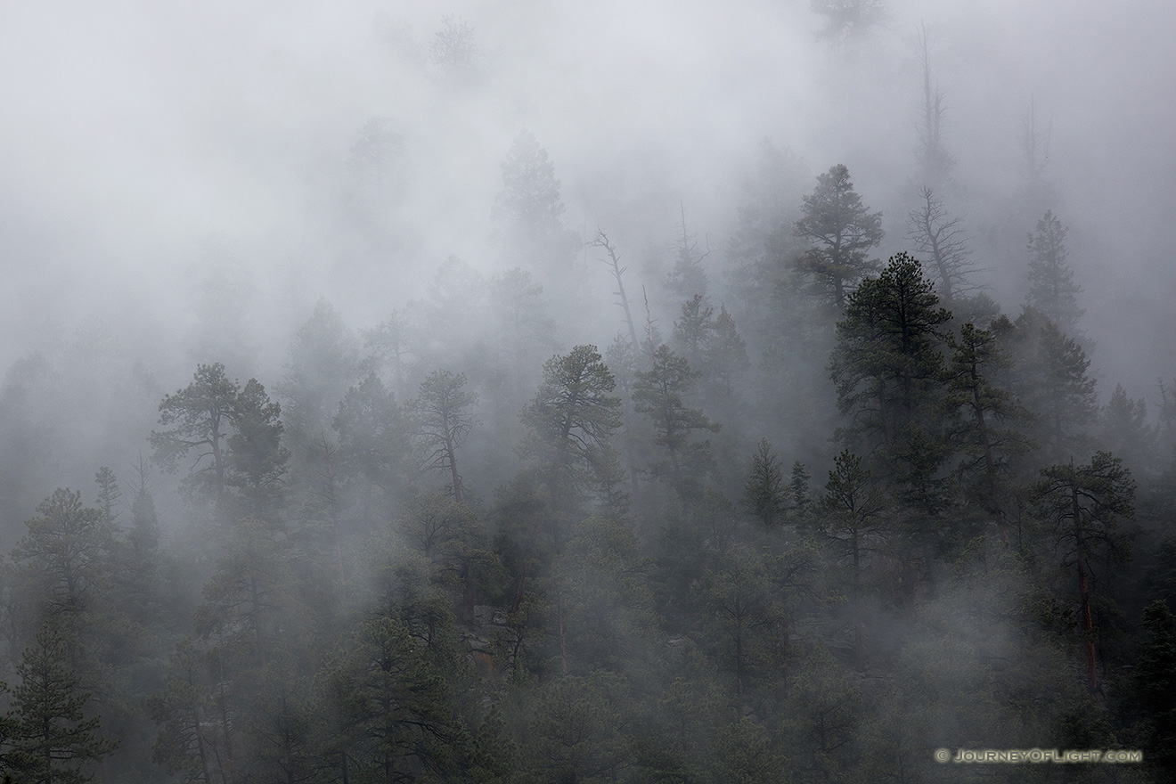 Fog clings to trees on a cliff high above the Animas River in southwestern Colorado. - Colorado Picture