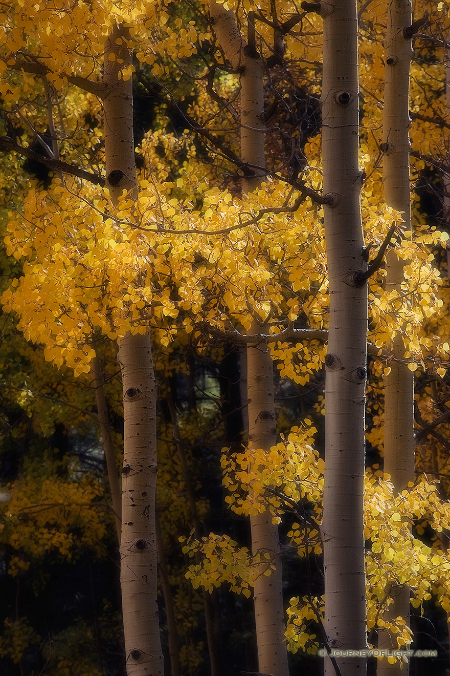 The leaves of the autumn golden aspens rustle in the warm afternoon breeze. - Colorado Picture