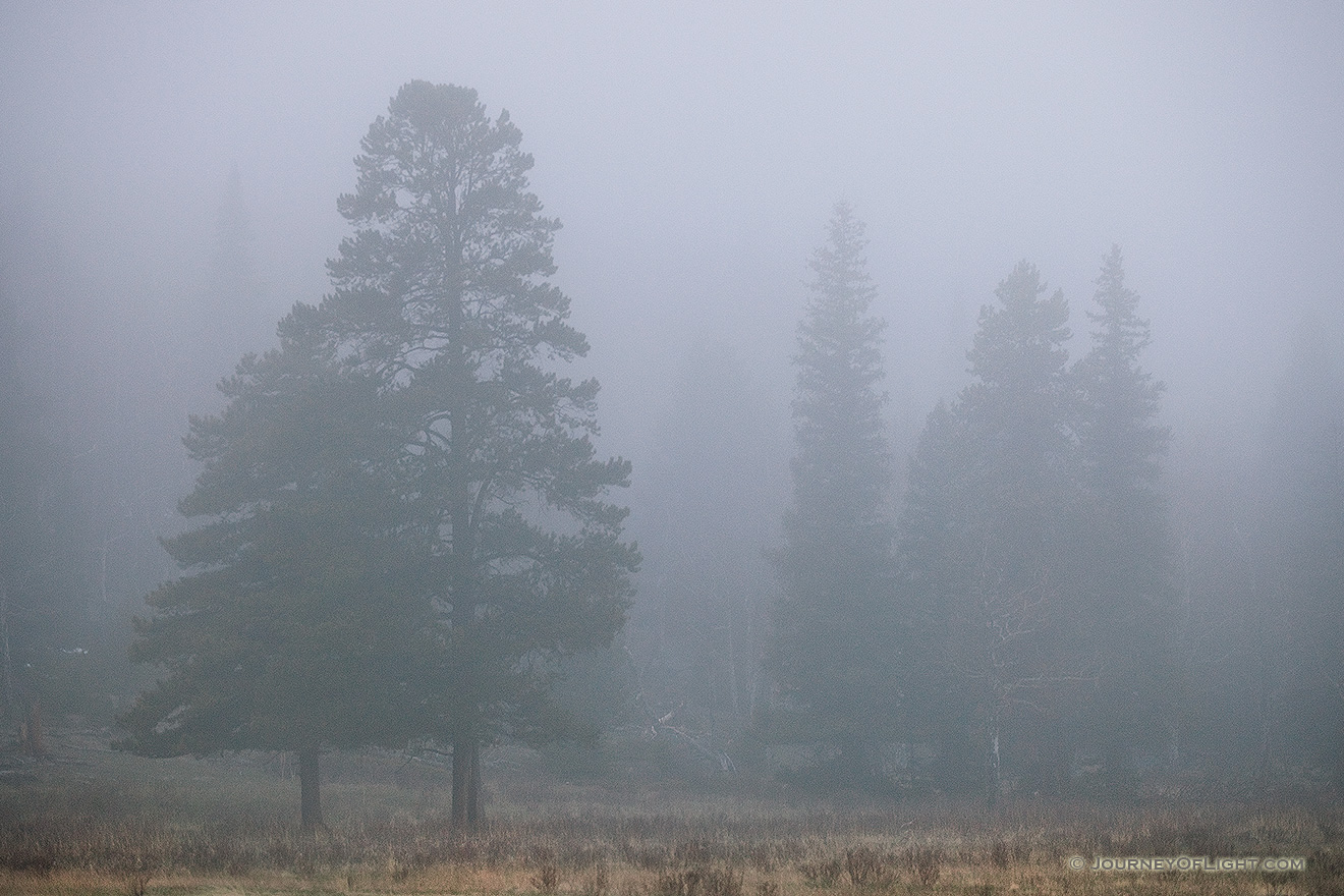 Two trees embrace in the fog at Horseshoe Park in Rocky Mountain National Park, Colorado. - Rocky Mountain NP Picture