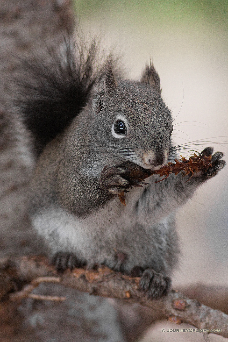 An Abert's Squirrel eats a pine cone on a branch in Rocky Mountain National Park. - Rocky Mountain NP Picture