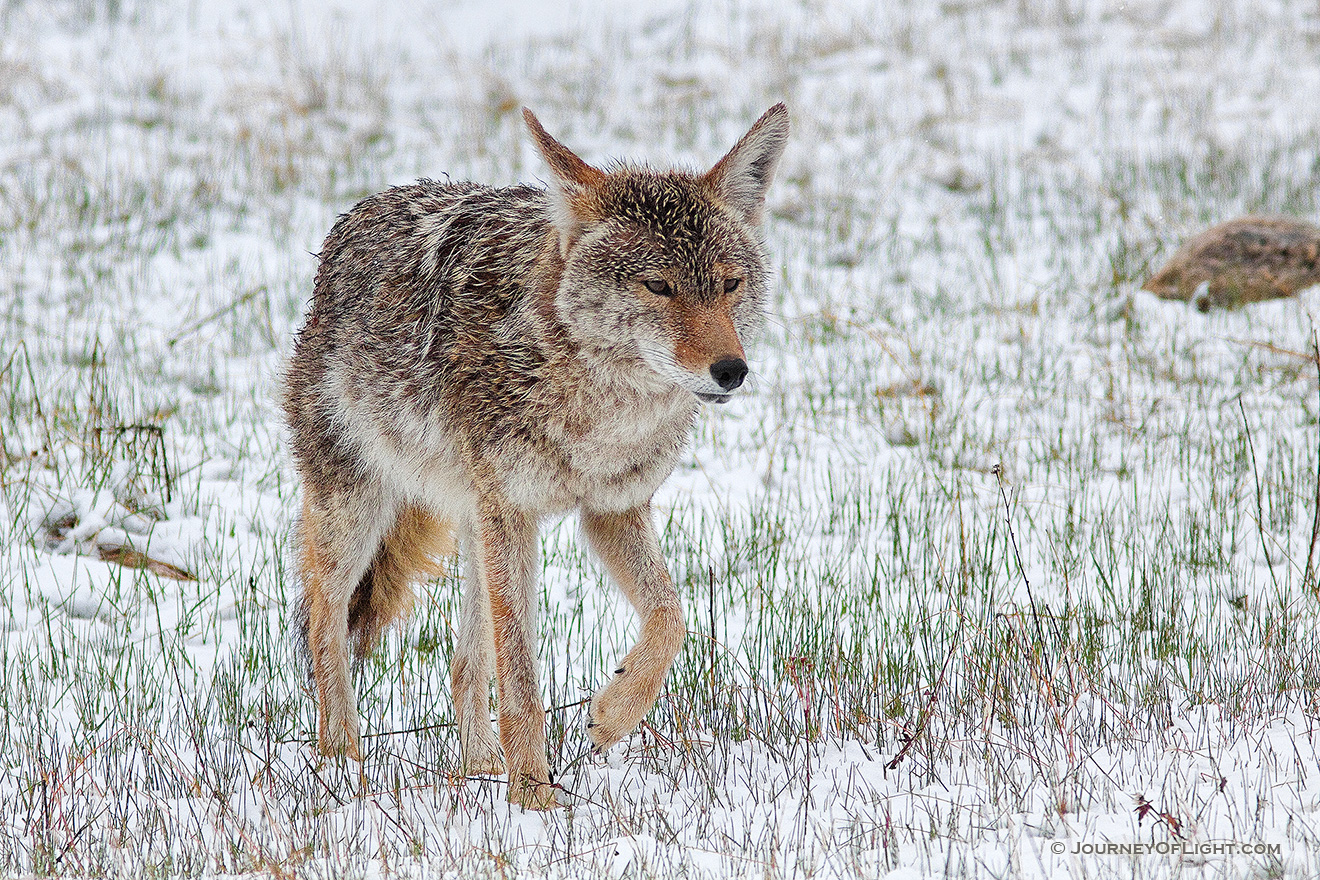 A coyote, tired from a recent altercation with an elk herd slinks away as snow falls in Rocky Mountain National Park. - Rocky Mountain NP Picture
