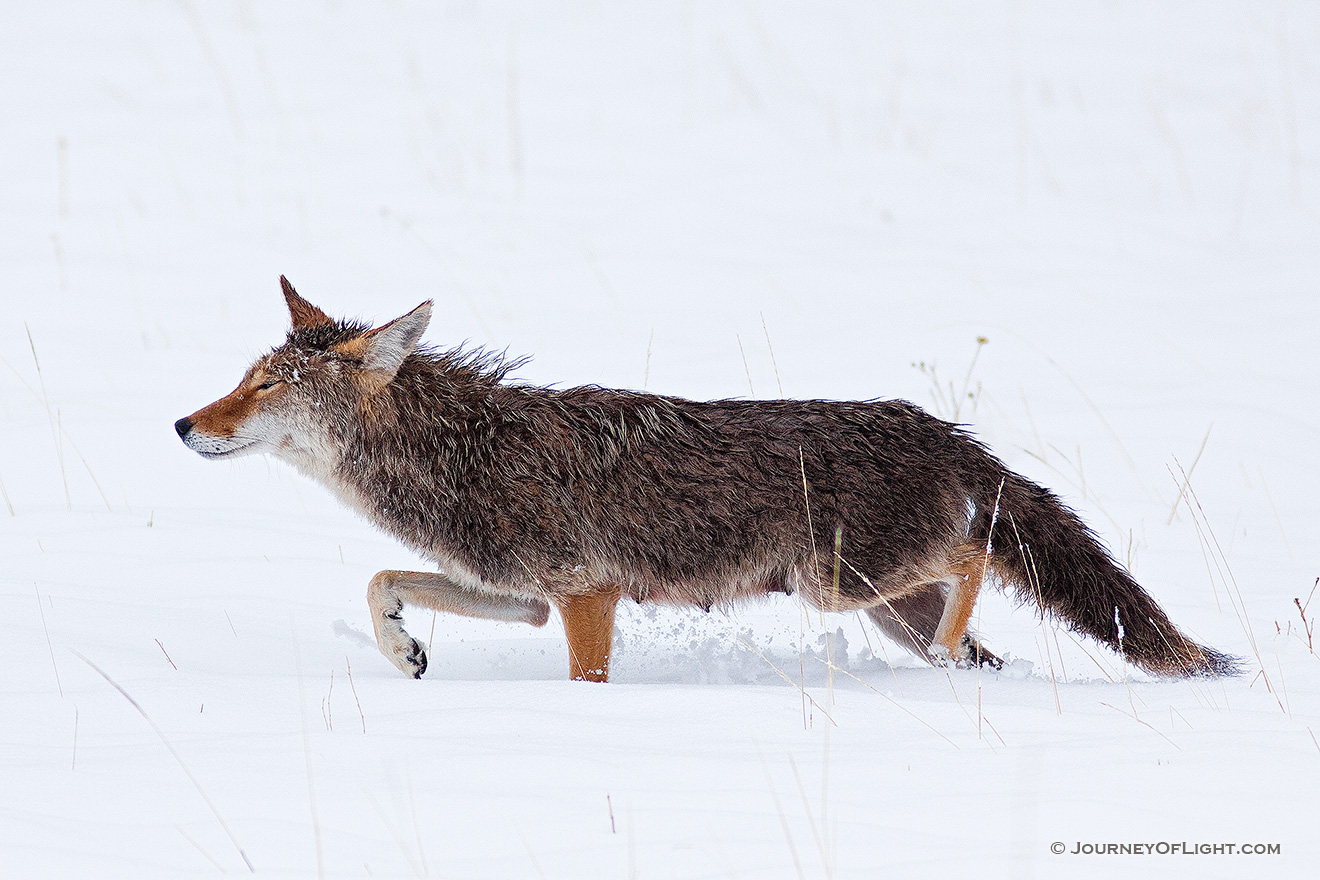 A coyote hunts her prey in the freshly fallen snow in Rocky Mountain National Park. - Rocky Mountain NP Picture