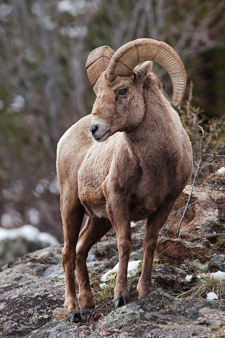 A big horn sheep watches high from the rocks near Endovalley in Rocky Mountain National Park, Colorado. - Rocky Mountain NP Picture